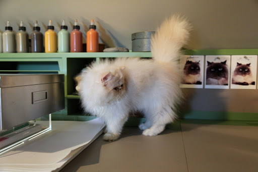 There are lots of desks, Ch'in.  I see some paint, paper and...look!  There are photos of cats on the wall!