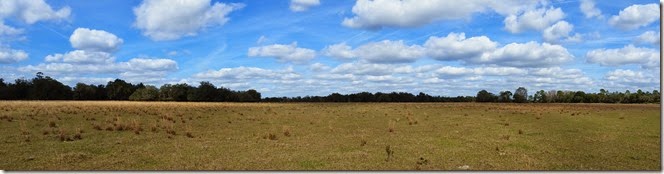 Field Panorama