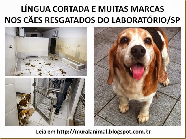 LÍNGUA CORTADA E MUITAS MARCAS