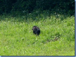 0177 Great Smoky Mountain National Park  - Tennessee - Cades Cove Scenic Loop (again) - Black Bear