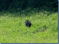 0177 Great Smoky Mountain National Park - Tennessee - Cades Cove Scenic Loop (again) - Black Bear 0177 Great Smoky Mountain National Park - Tennessee - Cades Cove Scenic Loop (again) - Black Bear