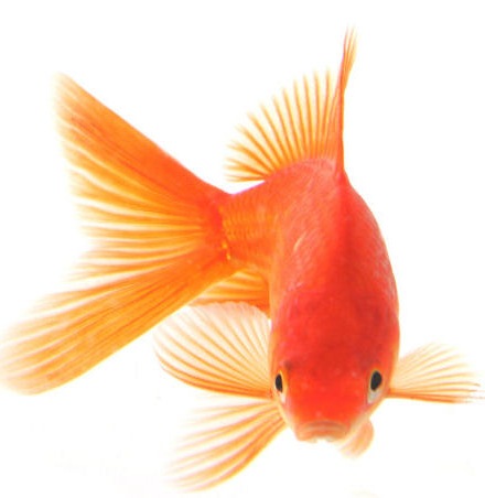 [goldfish%255B8%255D.jpg]