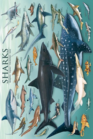 [Sharks-Non-Laminated-Poster-picture5.jpg]