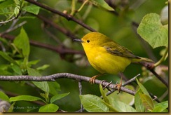 Yellow Warbler  -  Dendroica petechia