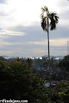 DSC_0236.JPG