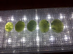 IMG-20111023-01463.jpg