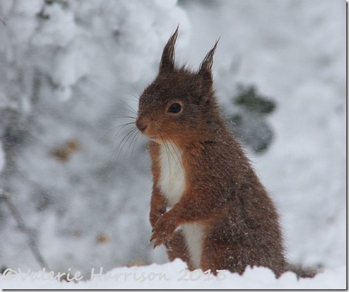 squirrel-in-snow