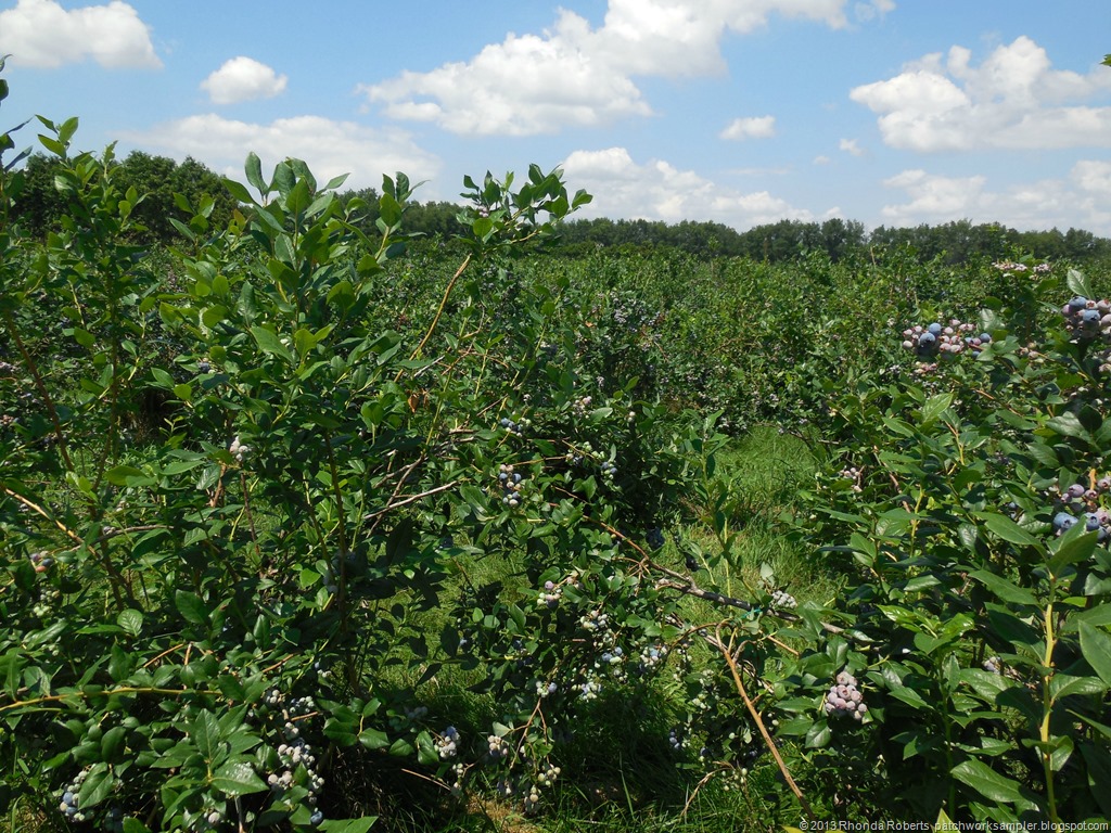 [Blueberry%2520Fields%255B10%255D.jpg]