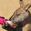 Natalie Feeding A Hungry Joey - Hobart, Australia