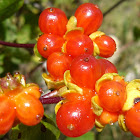 fruto
