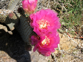 Macro of Beavertail Bloom