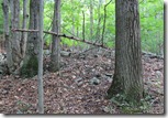 our woods 3 our woods 3