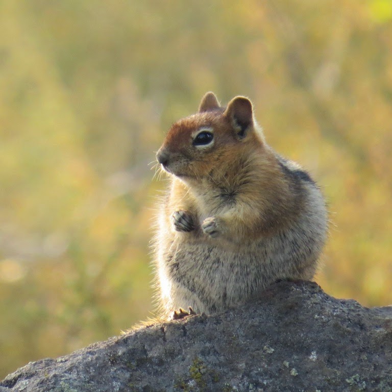 [Golden%2520Mantle%2520side%2520profile%2520CrystalHarling%255B3%255D.jpg]