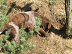 But pigs often eat the truffles right after finding them, so more and more truffle hunters have specially trained dogs, like this one, to sniff them out.