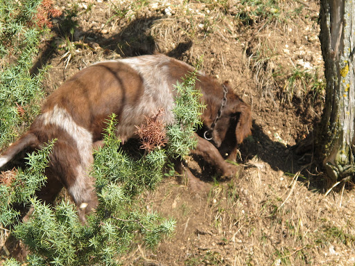 But pigs often eat the truffles right after finding them, so more and more truffle hunters have specially trained dogs, like this one, to sniff them out.