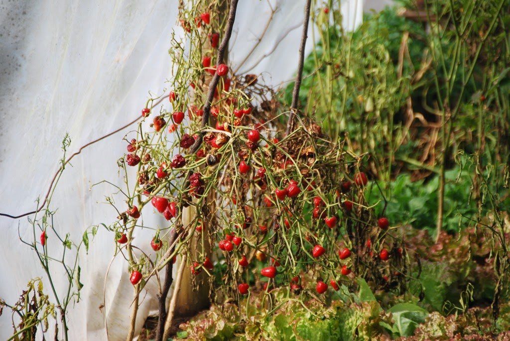 [DSC_0011%255B7%255D.jpg]