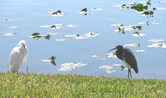 Florida 2013 Marriott Cypress Harbour egret and little blue heron