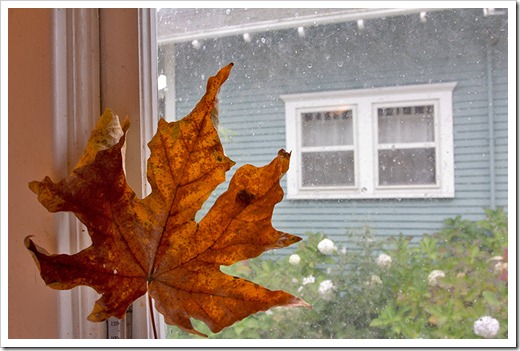 111104_maple_leaf_through_window