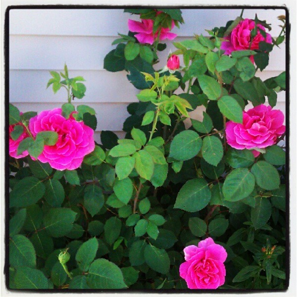 [roses5.jpg]
