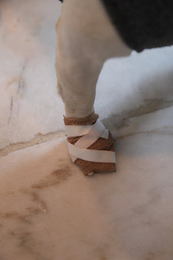 But how am I supposed to run after squirrels when my foot is wrapped like a mummy?