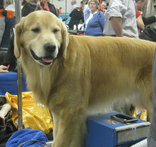 Golden Retriever