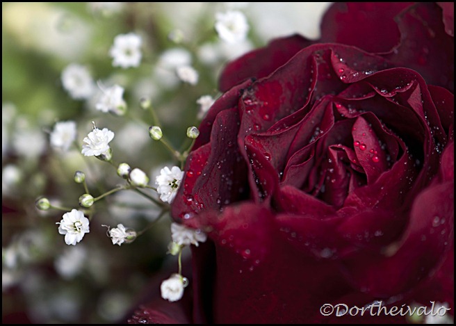 roseibrudeslør roseibrudeslør