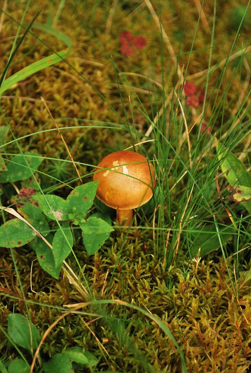 [mushroom-223.jpg]