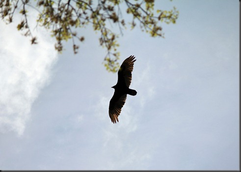 Friendship Hill Hawk