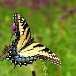 37004247_c700b79ffb_b.jpg