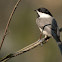 Carolina Chickadee