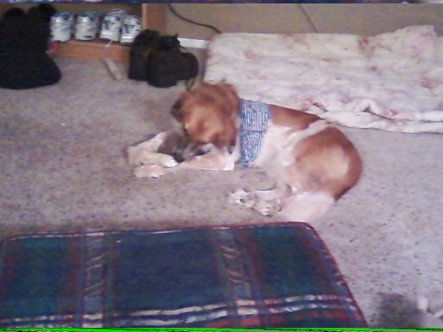 [Bella%2520chewin%2520her%2520bone%255B8%255D.jpg]