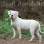 AMERICAN BULLDOG AMERICAN BULLDOG
