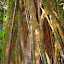 A network of trees??