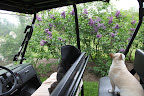 Like many pretty spring flowers, the lilac has a short season.  They start blooming in the early spring and typically last throughout May.  Except, this year everything is so early!
