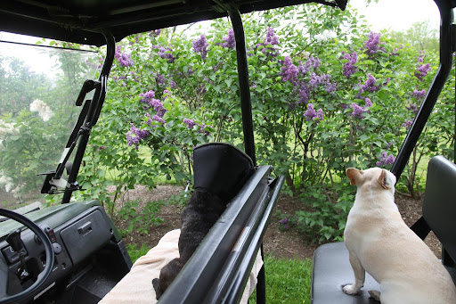 Like many pretty spring flowers, the lilac has a short season.  They start blooming in the early spring and typically last throughout May.  Except, this year everything is so early!