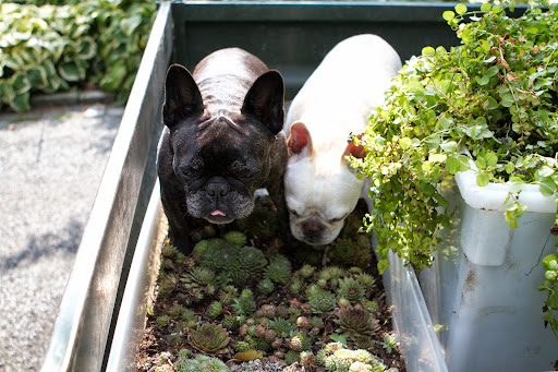 Franny, don't start salivating. I didn't say succulent, I said succulents, a type of fleshy leafed plant! In this case, were're dealing with hens and chicks. Franny, don't start salivating. I didn't say succulent, I said succulents, a type of fleshy leafed plant! In this case, were're dealing with hens and chicks.