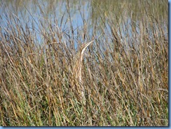 7092 Texas, South Padre Island - Birding and Nature Center - American Bittern