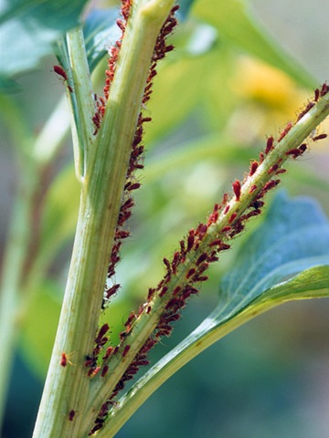 [aphids%2520on%2520coneflower%255B2%255D.jpg]