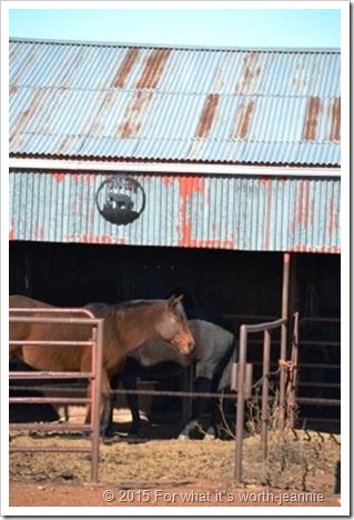 Texas horses in barn yard