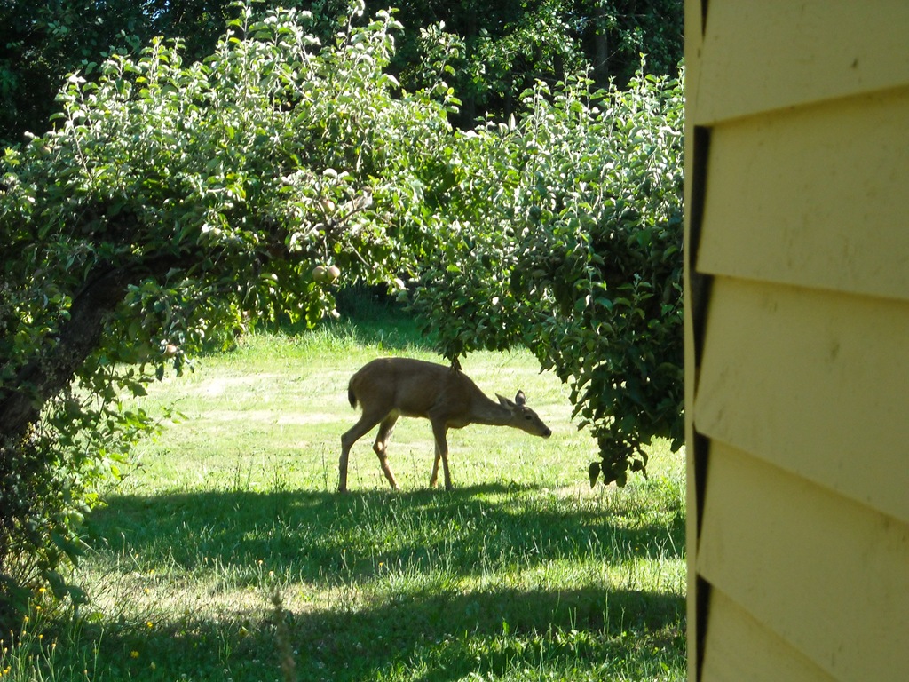 [Deer-eating-Sallys-apples3.jpg]