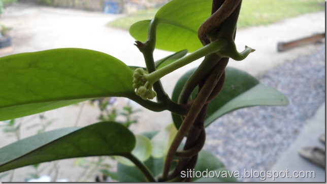 Hoya carnosa