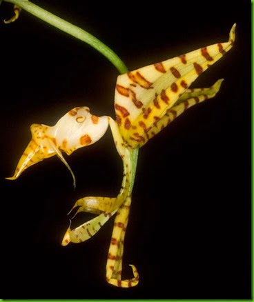 OR Gongora_histrionica OR Gongora_histrionica