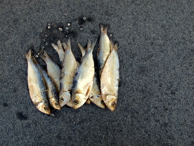 [IMG_8719%255B3%255D.jpg]