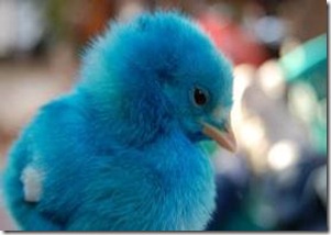 pollito azul by internet