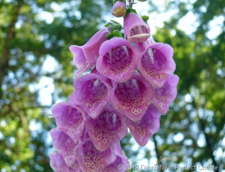 Foxglove