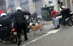 Whether this canine protester is one dog or many, he is a symbol for many a mixed breed stray who.... Whether this canine protester is one dog or many, he is a symbol for many a mixed breed stray who....