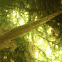 Limpafontes verde