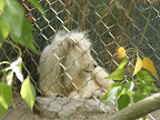 A white lion at the MGM Mirage.