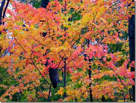 Fall Beauty 031 Fall Beauty 031
