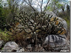 Ana - Cactus-Trabalhada com nome
